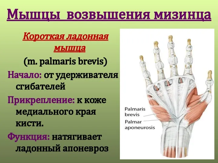 Мышцы возвышения мизинца Короткая ладонная мышца (m. palmaris brevis) Начало: от