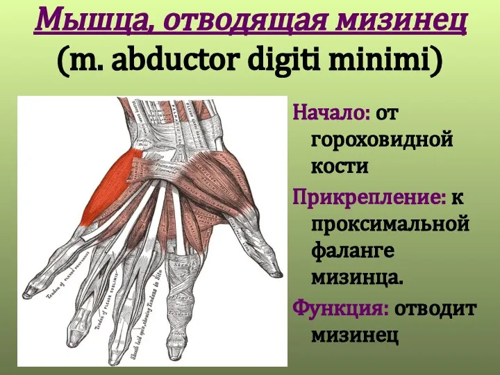 Мышца, отводящая мизинец (m. abductor digiti minimi) Начало: от гороховидной кости