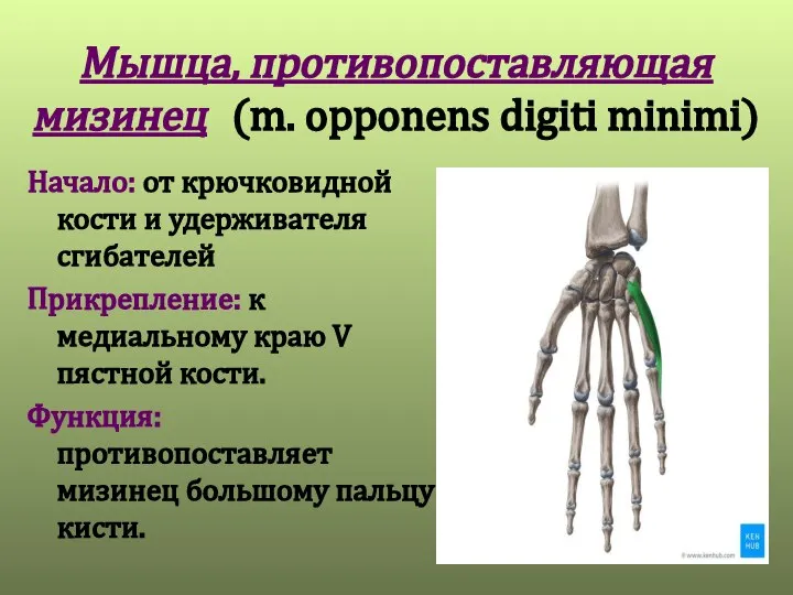 Мышца, противопоставляющая мизинец (m. opponens digiti minimi) Начало: от крючковидной кости