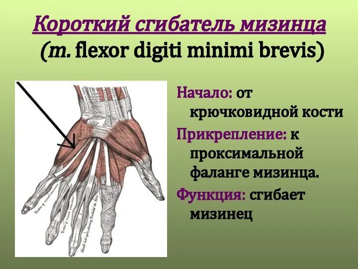 Короткий сгибатель мизинца (m. flexor digiti minimi brevis) Начало: от крючковидной