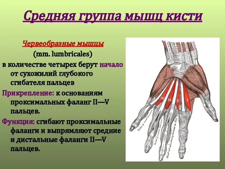 Средняя группа мышц кисти Червеобразные мышцы (mm. lumbricales) в количестве четырех