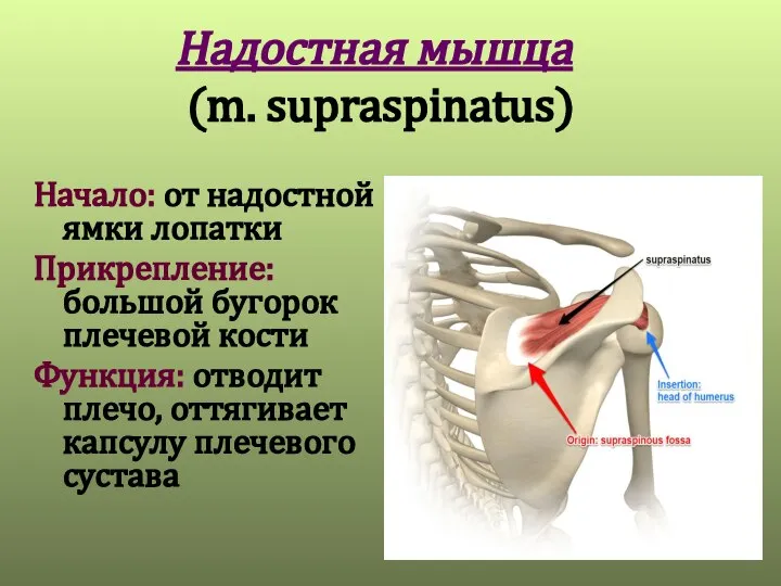 Надостная мышца (m. supraspinatus) Начало: от надостной ямки лопатки Прикрепление: большой