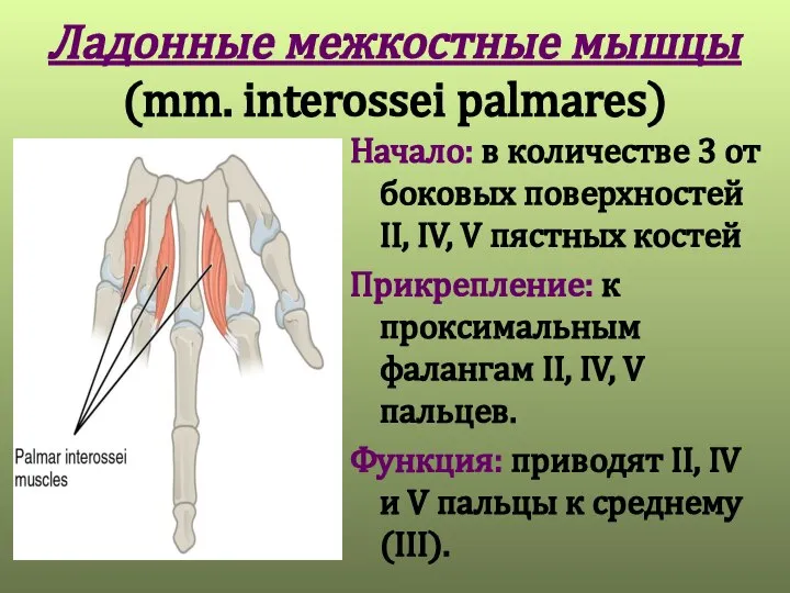 Ладонные межкостные мышцы (mm. interossei palmares) Начало: в количестве 3 от