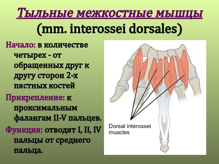 Тыльные межкостные мышцы (mm. interossei dorsales) Начало: в количестве четырех -