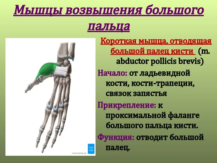 Мышцы возвышения большого пальца Короткая мышца, отводящая большой палец кисти (m.