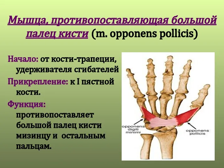 Мышца, противопоставляющая большой палец кисти (m. opponens pollicis) Начало: от кости-трапеции,