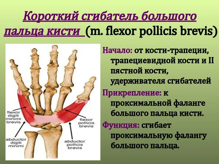 Короткий сгибатель большого пальца кисти (m. flexor pollicis brevis) Начало: от