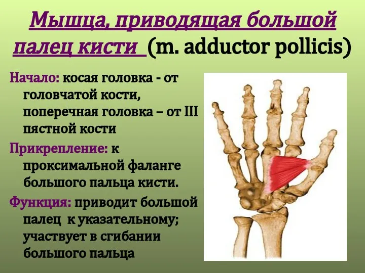 Мышца, приводящая большой палец кисти (m. adductor pollicis) Начало: косая головка