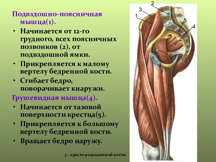 Подвздошно-поясничная мышца(1). Начинается от 12-го грудного, всех поясничных позвонков (2), от