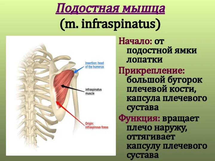 Подостная мышца (m. infraspinatus) Начало: от подостной ямки лопатки Прикрепление: большой