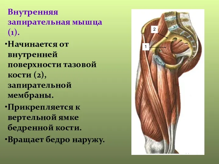 Внутренняя запирательная мышца(1). Начинается от внутренней поверхности тазовой кости (2), запирательной