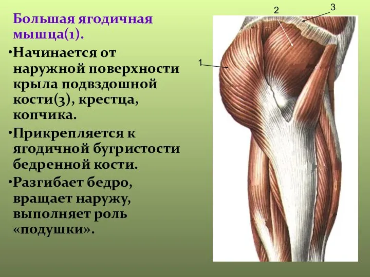 Большая ягодичная мышца(1). Начинается от наружной поверхности крыла подвздошной кости(3), крестца,