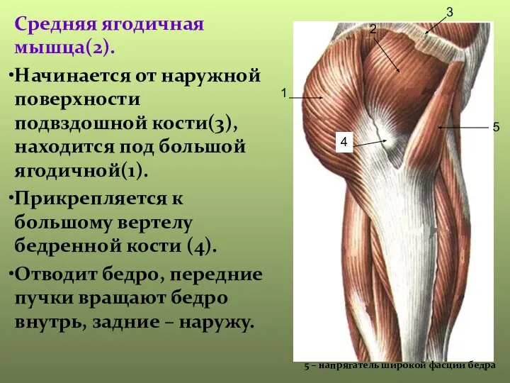 Средняя ягодичная мышца(2). Начинается от наружной поверхности подвздошной кости(3), находится под