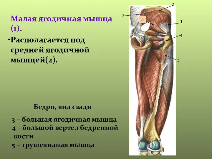 Малая ягодичная мышца (1). Располагается под средней ягодичной мышцей(2). 1 2