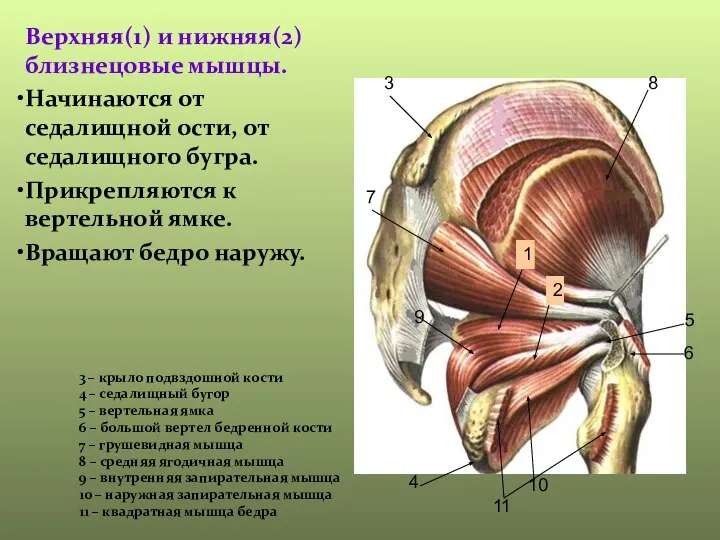 Верхняя(1) и нижняя(2) близнецовые мышцы. Начинаются от седалищной ости, от седалищного