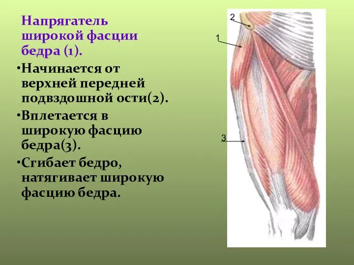 Напрягатель широкой фасции бедра (1). Начинается от верхней передней подвздошной ости(2).