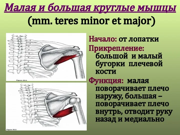 Малая и большая круглые мышцы (mm. teres minor et major) Начало: