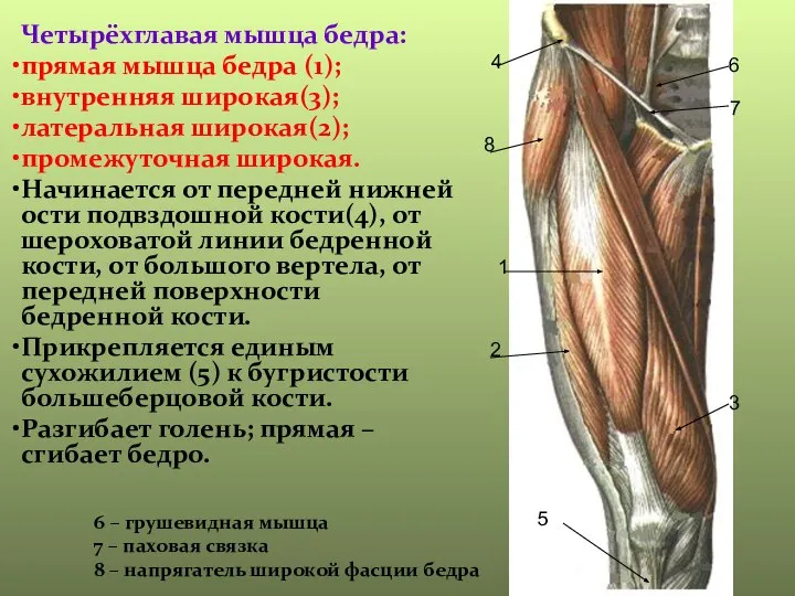 1 2 3 4 5 6 – грушевидная мышца 7 –