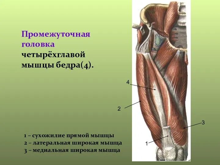 Промежуточная головка четырёхглавой мышцы бедра(4). 1 1 – сухожилие прямой мышцы