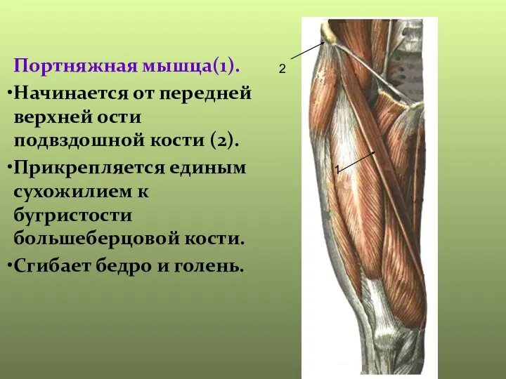 Портняжная мышца(1). Начинается от передней верхней ости подвздошной кости (2). Прикрепляется