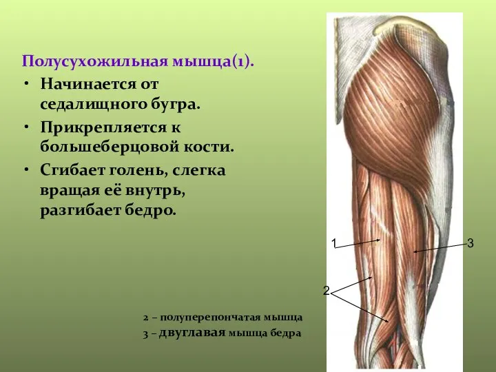 Полусухожильная мышца(1). Начинается от седалищного бугра. Прикрепляется к большеберцовой кости. Сгибает