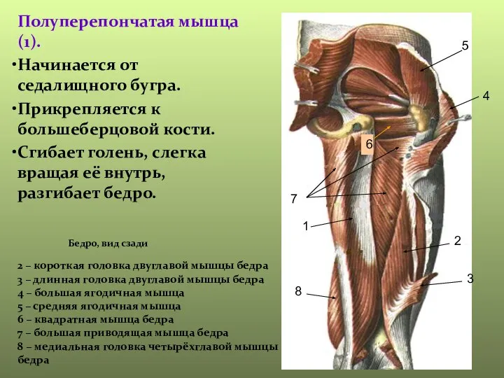 Полуперепончатая мышца(1). Начинается от седалищного бугра. Прикрепляется к большеберцовой кости. Сгибает