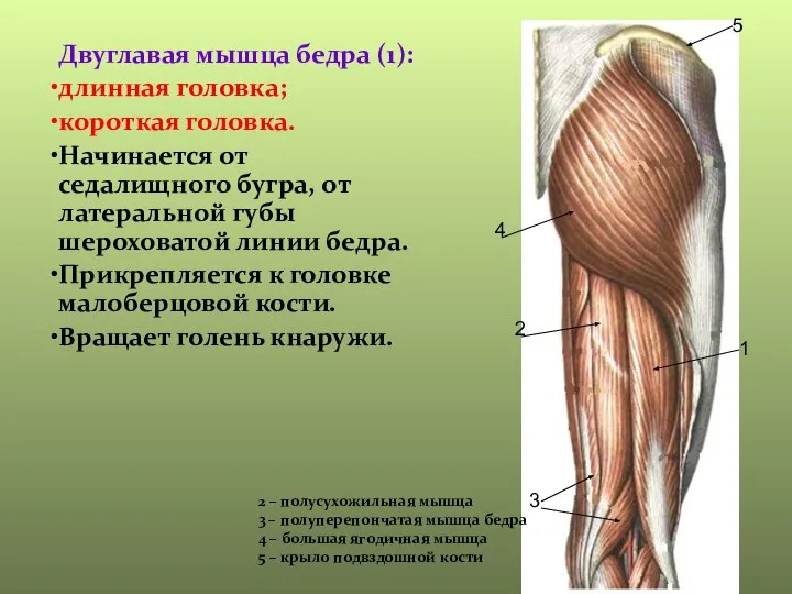 Двуглавая мышца бедра (1): длинная головка; короткая головка. Начинается от седалищного