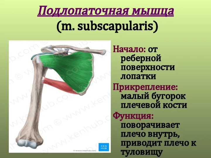 Подлопаточная мышца (m. subscapularis) Начало: от реберной поверхности лопатки Прикрепление: малый