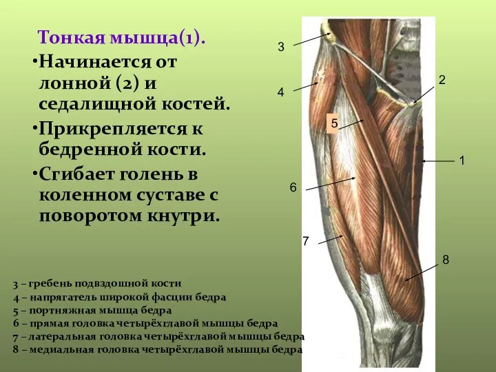 Тонкая мышца(1). Начинается от лонной (2) и седалищной костей. Прикрепляется к