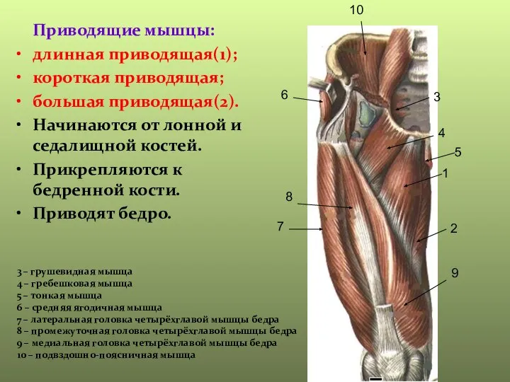 Приводящие мышцы: длинная приводящая(1); короткая приводящая; большая приводящая(2). Начинаются от лонной