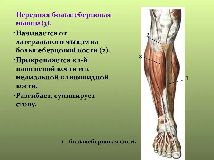 Передняя большеберцовая мышца(3). Начинается от латерального мыщелка большеберцовой кости (2). Прикрепляется