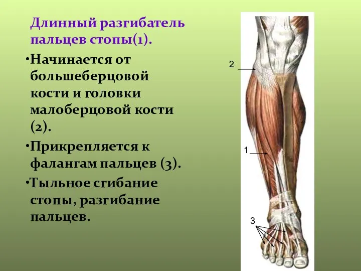 Длинный разгибатель пальцев стопы(1). Начинается от большеберцовой кости и головки малоберцовой