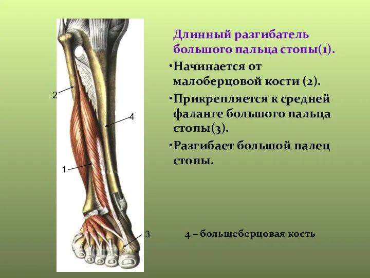 Длинный разгибатель большого пальца стопы(1). Начинается от малоберцовой кости (2). Прикрепляется