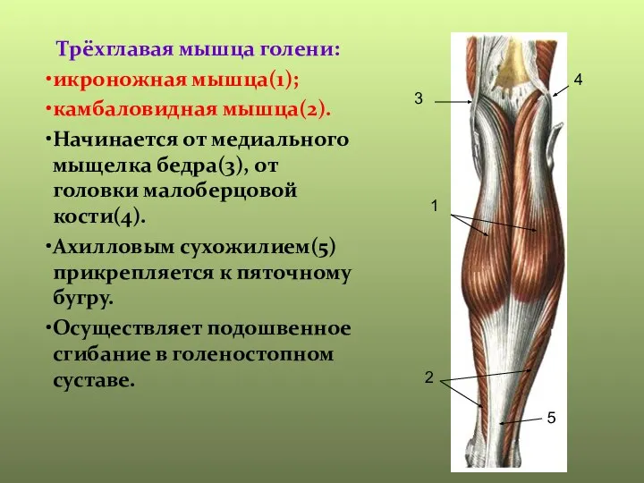 1 2 3 4 5 Трёхглавая мышца голени: икроножная мышца(1); камбаловидная