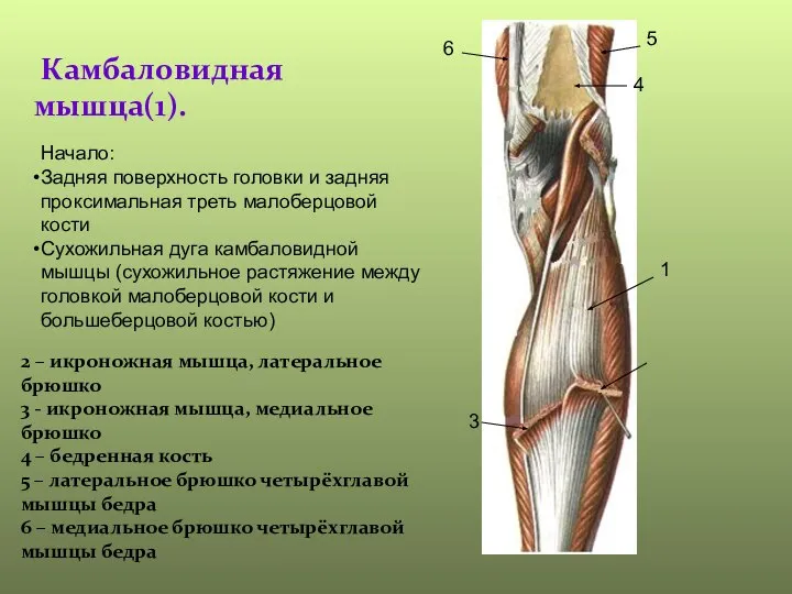 Камбаловидная мышца(1). 1 2 – икроножная мышца, латеральное брюшко 3 -