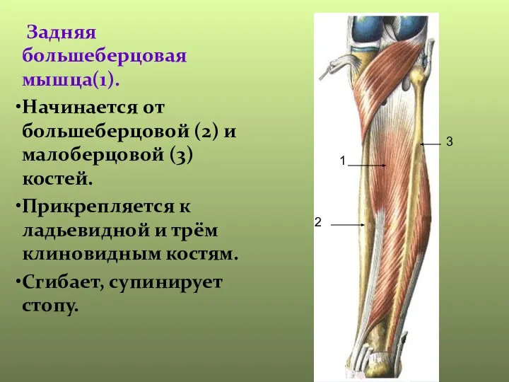 Задняя большеберцовая мышца(1). Начинается от большеберцовой (2) и малоберцовой (3) костей.