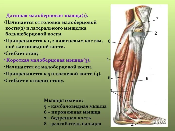 1 2 3 4 5 6 7 8 Мышцы голени: 5