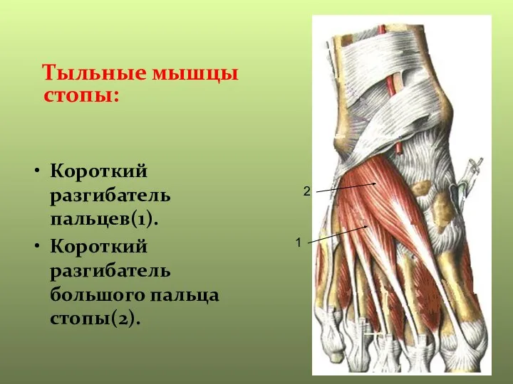 Короткий разгибатель пальцев(1). Короткий разгибатель большого пальца стопы(2). Тыльные мышцы стопы: 1 2