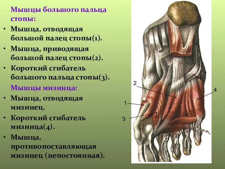 Мышцы большого пальца стопы: Мышца, отводящая большой палец стопы(1). Мышца, приводящая