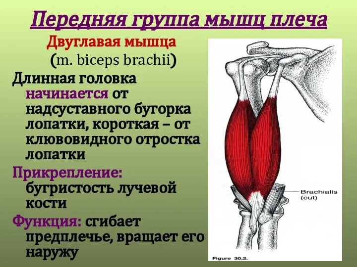 Передняя группа мышц плеча Двуглавая мышца (m. biceps brachii) Длинная головка