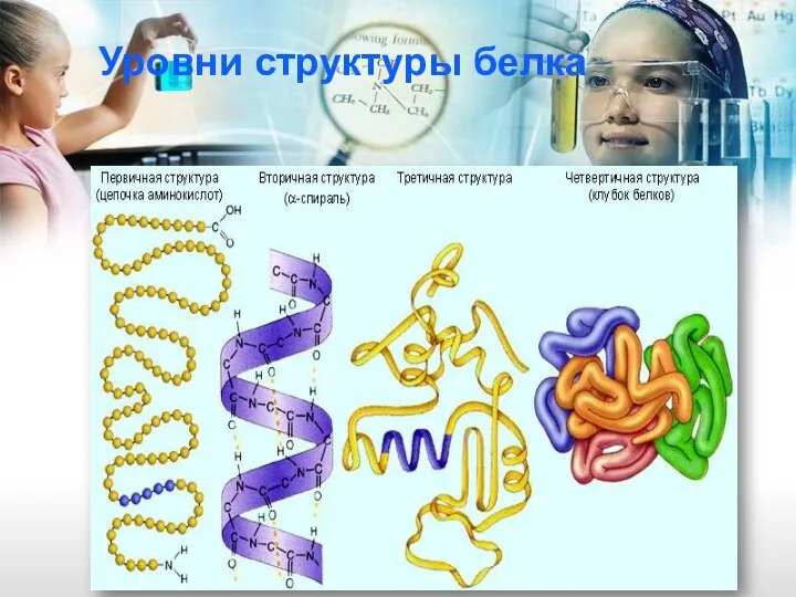 Уровни структуры белка