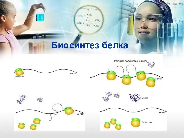 Биосинтез белка