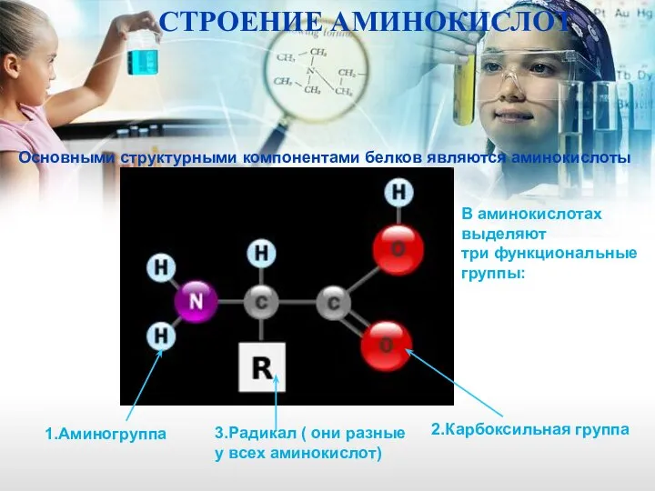 1.Аминогруппа 3.Радикал ( они разные у всех аминокислот) 2.Карбоксильная группа В