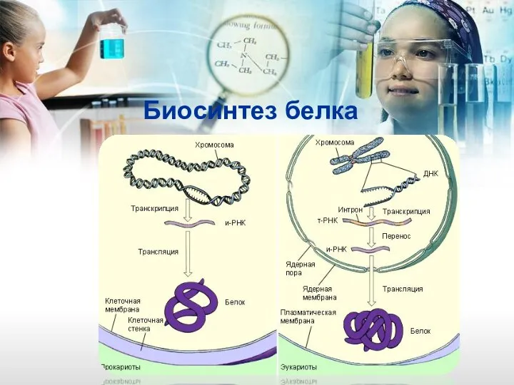 Биосинтез белка