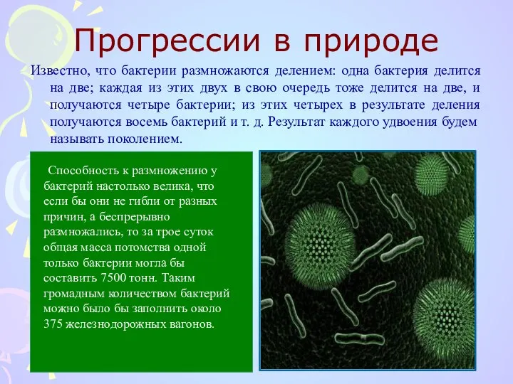 Прогрессии в природе Известно, что бактерии размножаются делением: одна бактерия делится