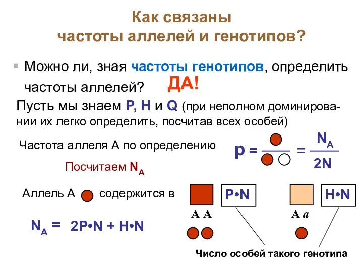 Как связаны частоты аллелей и генотипов? Можно ли, зная частоты генотипов,