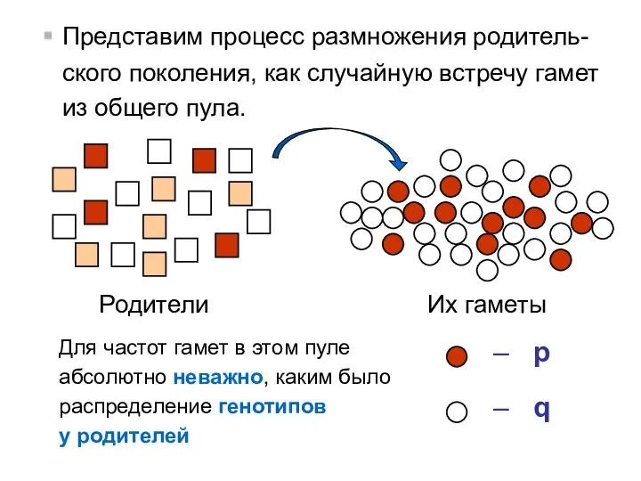 Представим процесс размножения родитель-ского поколения, как случайную встречу гамет из общего