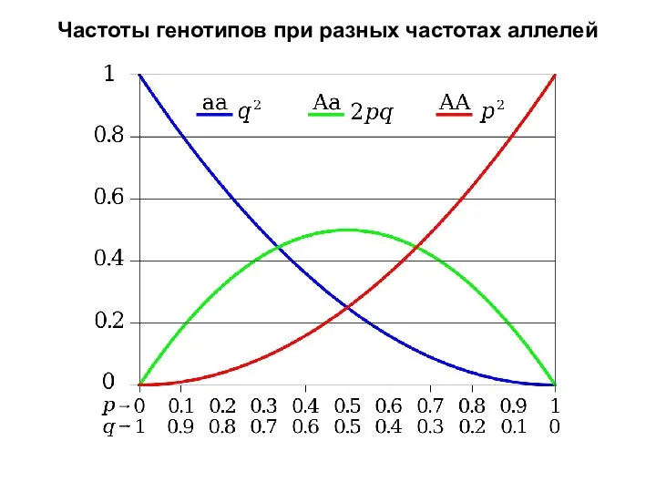 Частоты генотипов при разных частотах аллелей