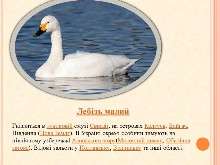 Лебідь малий Гніздиться в тундровій смузі Євразії, на островах Колгуєв, Вайгач,