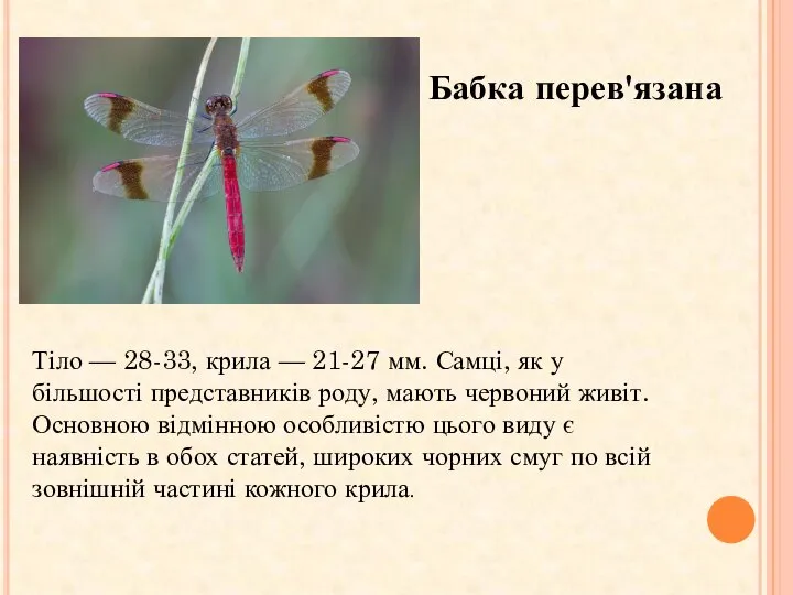 Бабка перев'язана Тіло — 28-33, крила — 21-27 мм. Самці, як